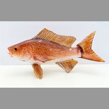 Load image into Gallery viewer, Red Snapper