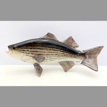 Load image into Gallery viewer, Striped Bass