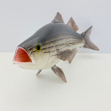 Load image into Gallery viewer, Striped Bass

