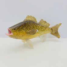 Load image into Gallery viewer, Walleye
