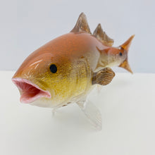 Load image into Gallery viewer, Red Drum
