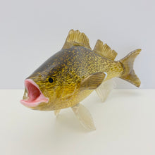 Load image into Gallery viewer, Walleye
