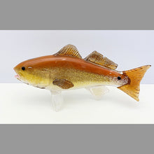 Load image into Gallery viewer, Red Drum
