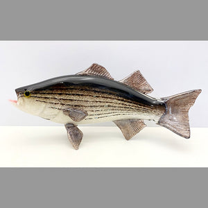 Striped Bass