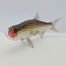 Load image into Gallery viewer, Tarpon
