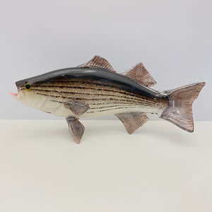 Striped Bass