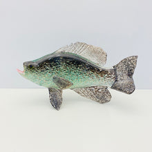 Load image into Gallery viewer, Black Crappie
