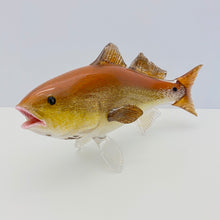 Load image into Gallery viewer, Red Drum
